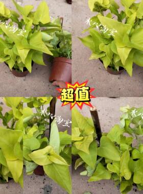 黄金番薯叶盆栽客厅办公室桌面绿植地瓜叶四季常青好养活植物盆景