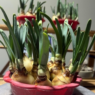 春节剥皮矮化好水仙花种球发芽水培冬季花卉春节开花带芽带香味