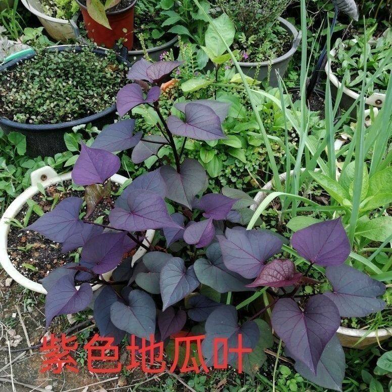 紫色专吃叶地瓜叶番薯叶苕尖花青素含量高可阳台卧室盆栽绿植蔬菜