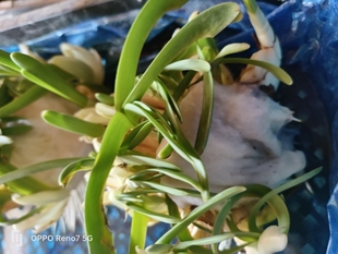 特级正宗漳州雕刻水仙花矮化大种球削好室内外水培成品带香味年货