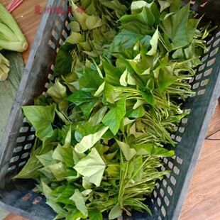 红薯叶地瓜叶番薯叶地瓜食叶型农家蔬菜种苗做观赏盆栽紫色地被