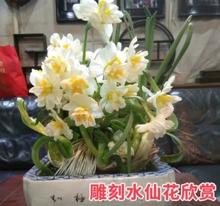 漳州矮化水仙花雕刻种球年宵盆栽水培植物室内开花耐寒花卉阳台