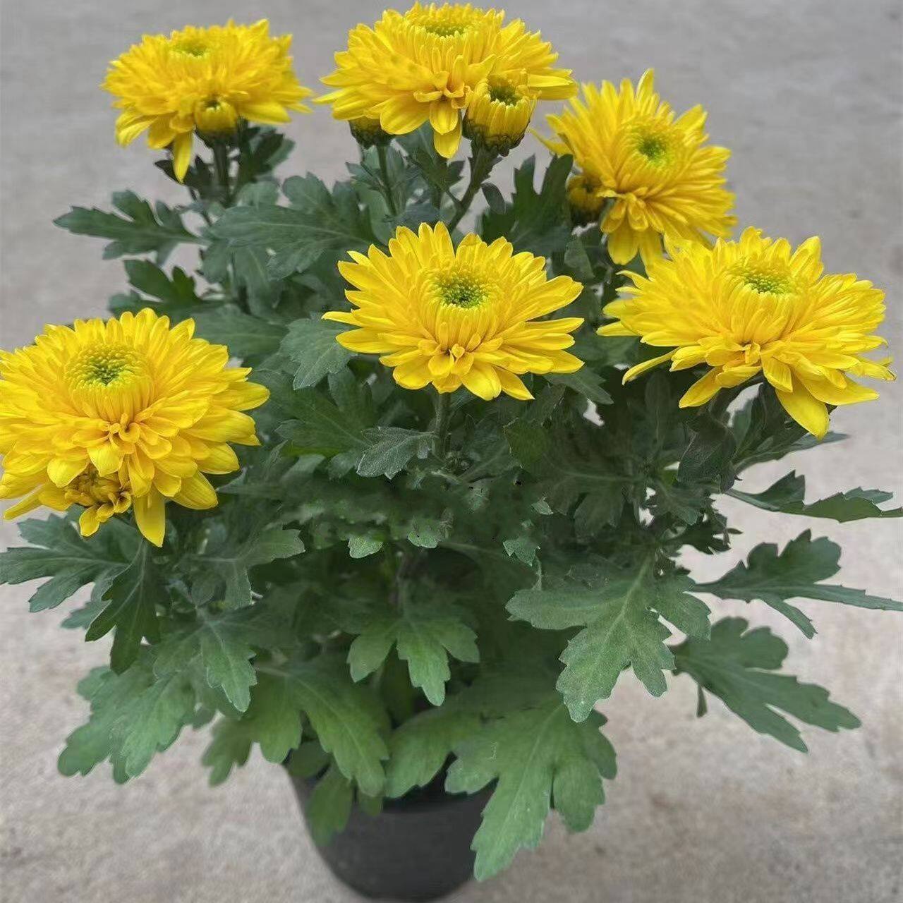 菊花盆栽带菊花盆栽鲜花直发黄菊花白菊花盆栽耐寒耐热清明节专用