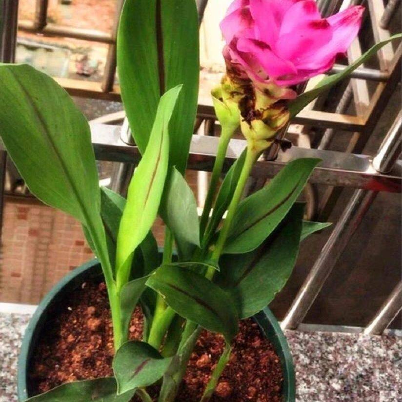 姜盆栽带花苞室内客厅花卉绿植办公室桌面好养活植物花苗魅影苗