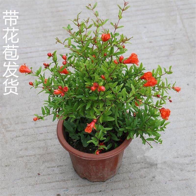 新品牡丹石榴花盆栽大苗重瓣花石榴树苗盆景室内庭院植物庭院