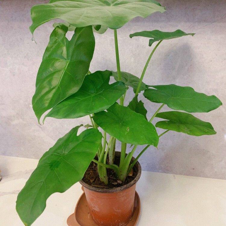 滴水观音盆栽吸除甲醇室内四季绿色植物净化空气客厅盆景大叶品种