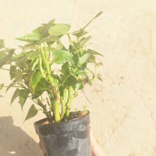 食用红薯叶苗番薯地瓜叶苗番苗番薯苗番薯苗番薯苗带根太晚地瓜叶