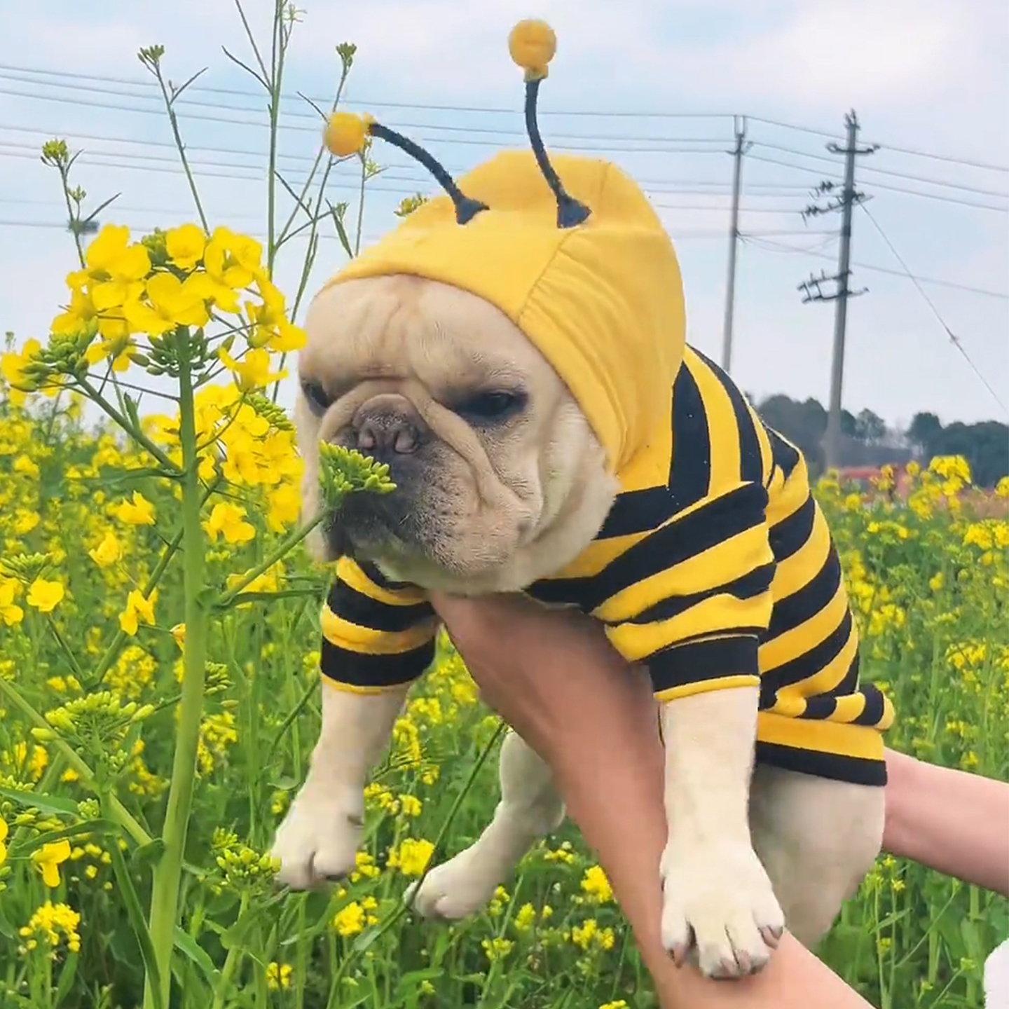 狗狗衣服小蜜蜂秋冬季防掉毛宠物猫咪法斗柴犬柯基金渐层春天卫衣