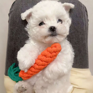 狗狗磨牙玩具绳结胡萝卜宠物小奶狗拔河大型犬泰迪幼犬耐咬猫抓板