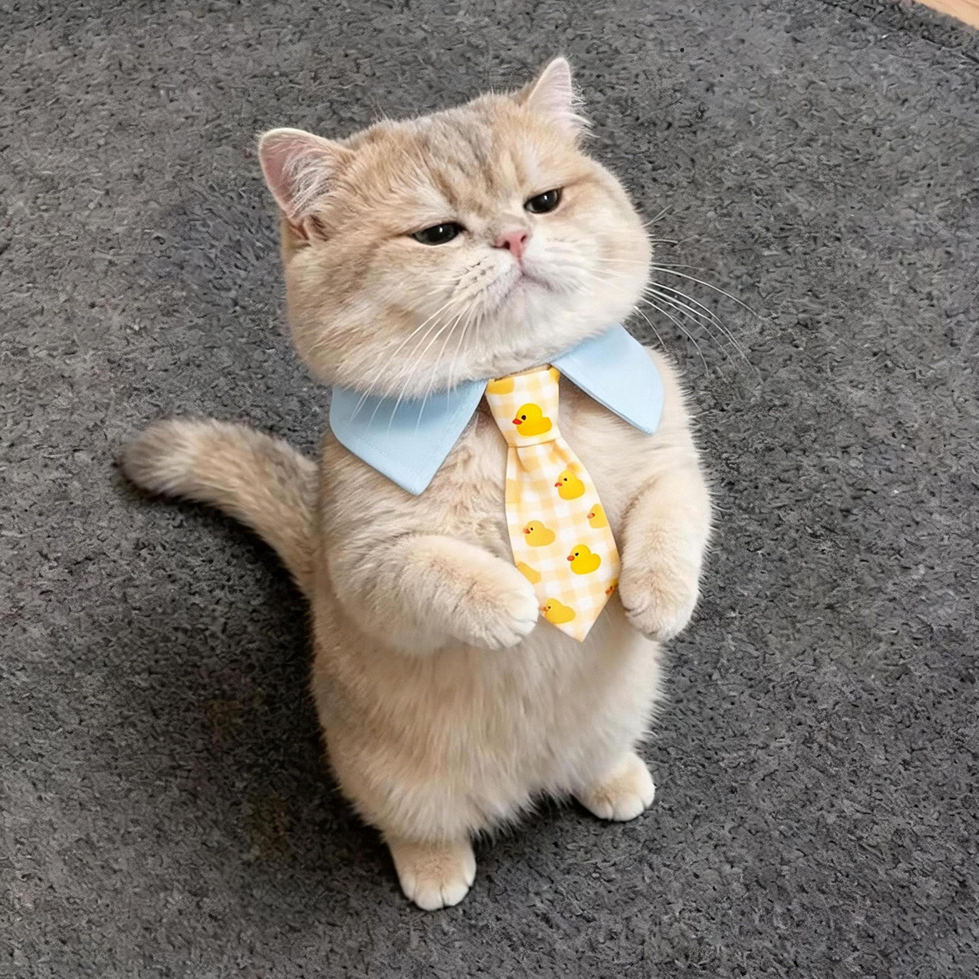 猫咪领结口水巾绅士围脖宠物布偶图片
