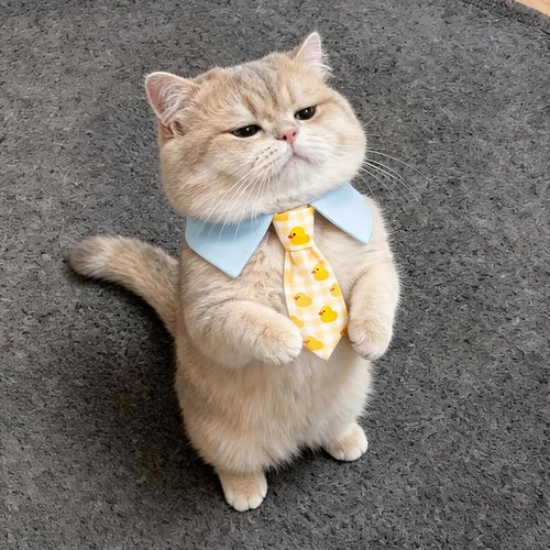 猫咪领结口水巾绅士围脖宠物布偶