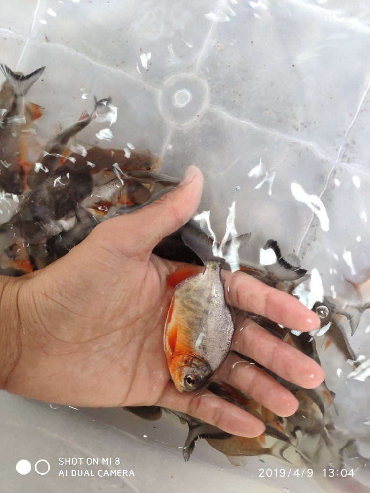红鲳好养白鲳热带水产淡水观赏养殖鲜活鱼苗活体包活广东发货