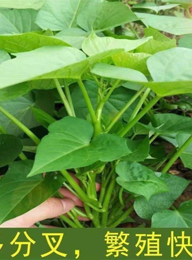 专吃叶子的红薯苗种食用红薯叶种番薯叶苕尖种苗秧地瓜食叶型秧苗