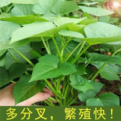 专吃叶子的红薯苗种食用红薯叶种番薯叶苕尖种苗秧地瓜食叶型秧苗