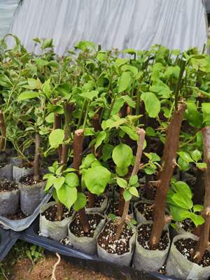 三角梅袋苗5桑博士佩德罗黑暗行者丽人4棵起包邮偏远除外不包活