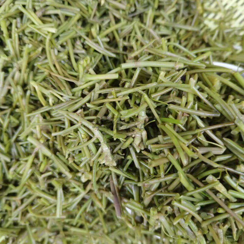 洪湖野生菱角菜菱角秧菱角菜