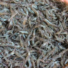 小河虾鲜活斤大号5公分以上食用