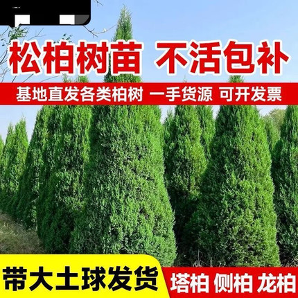 柏树树苗 塔柏 扁柏松柏侧柏树苗圆柏松树宝塔松龙柏苗绿化四季青