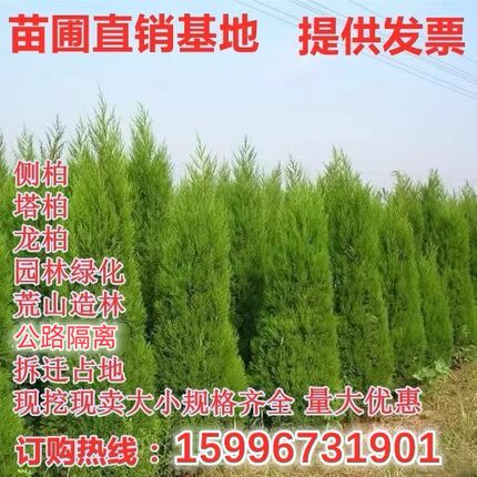 柏树树苗 塔柏 扁柏松柏侧柏树苗圆柏松树宝塔松龙柏刺苗绿化包邮