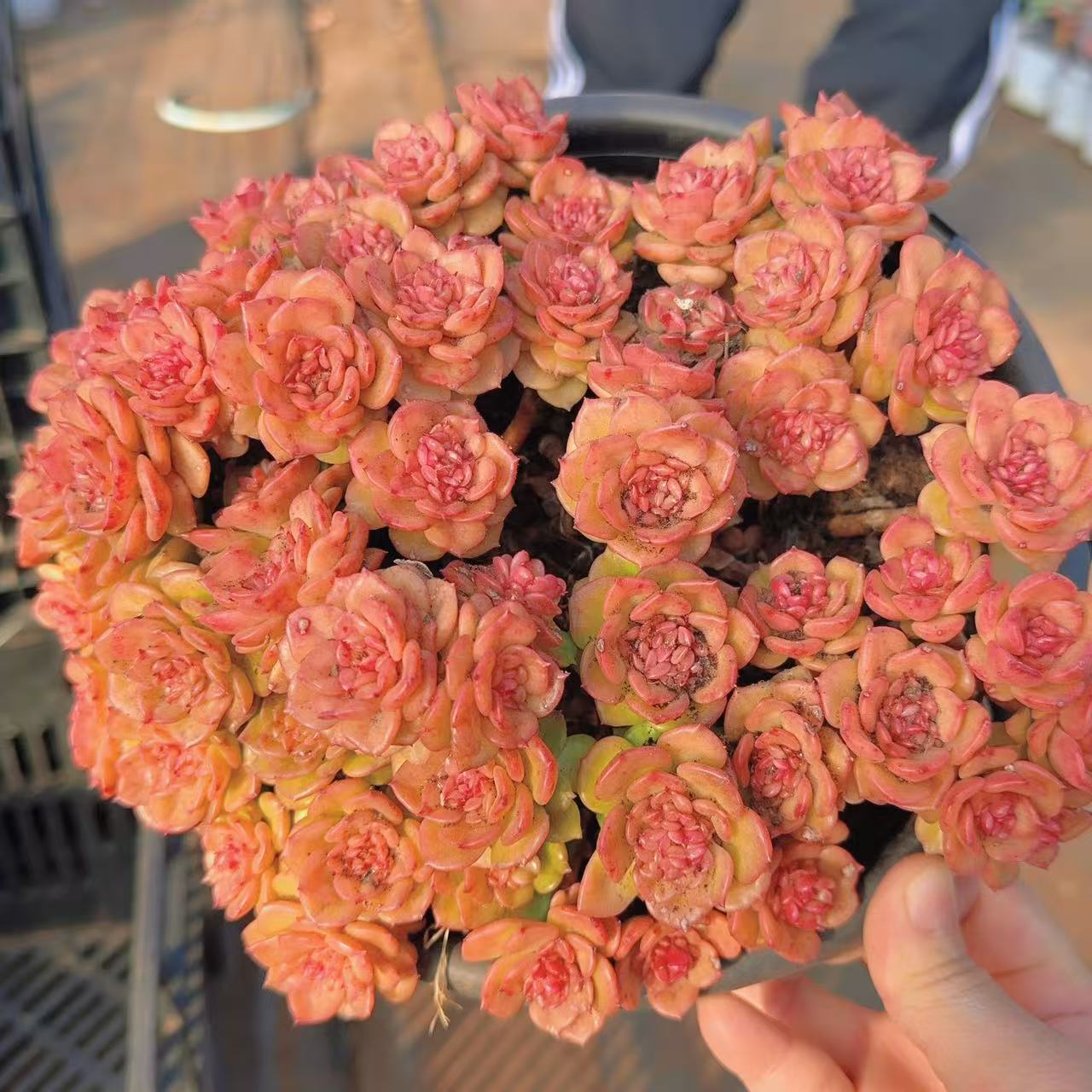 【精品鸡血蜡牡丹 】 多肉植物 绿植盆栽