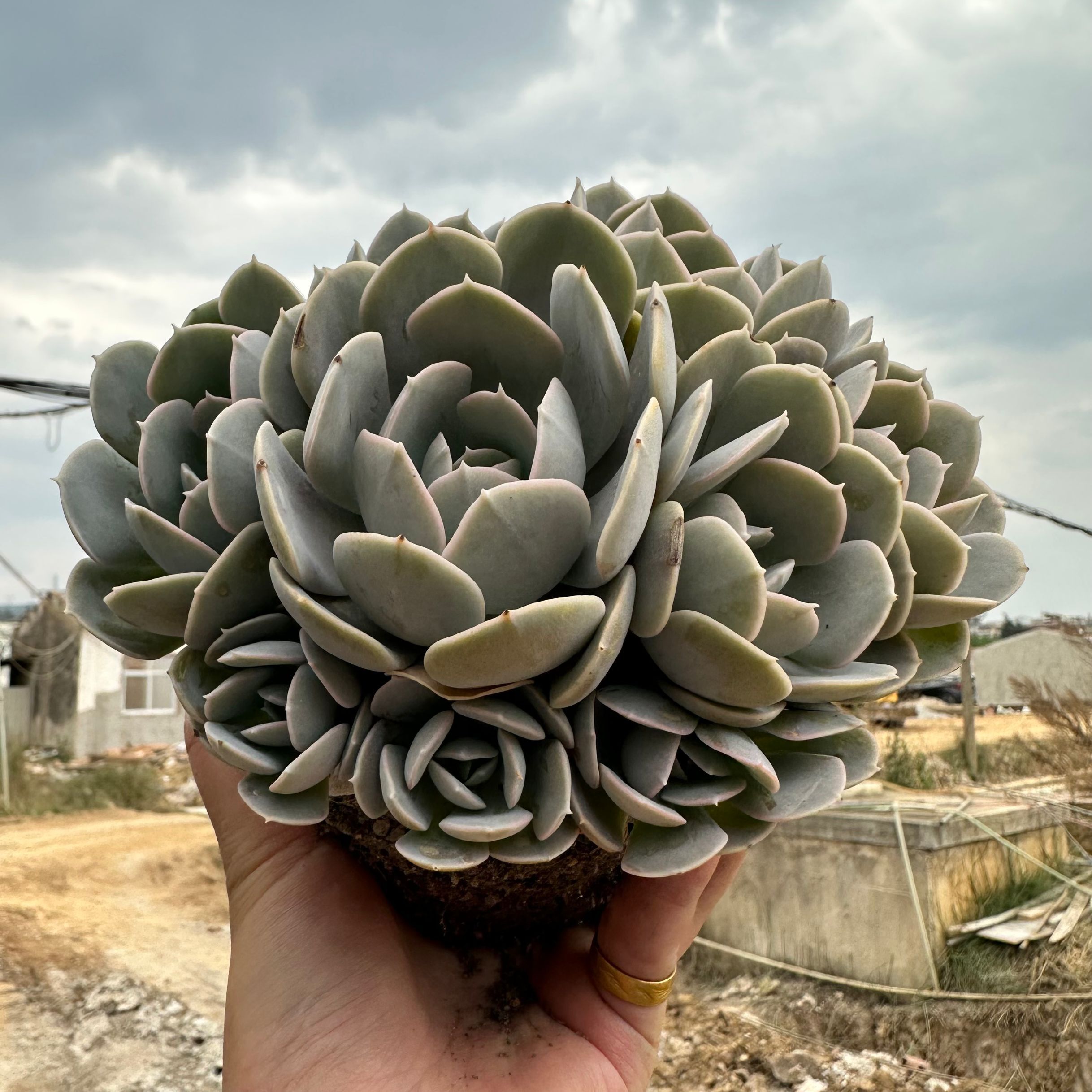 鲁氏石莲多头带崽群  多肉植物  好养耐活  窗台精致趣味花卉植物