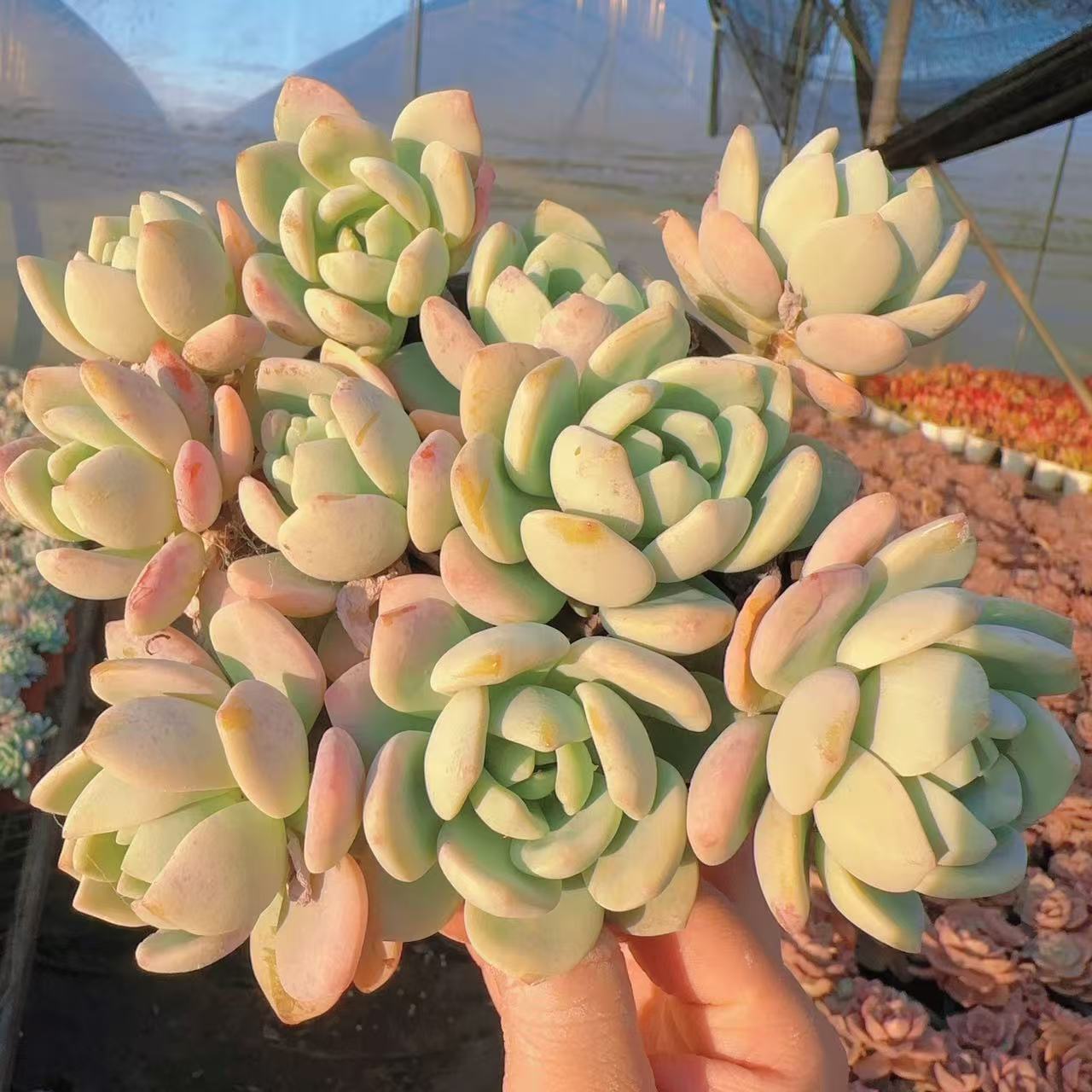 【冷香3颗】  多肉植物 绿植盆栽