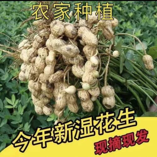 江西永丰新鲜湿花生当季新鲜现挖带壳农家自种花生水煮生吃小花生