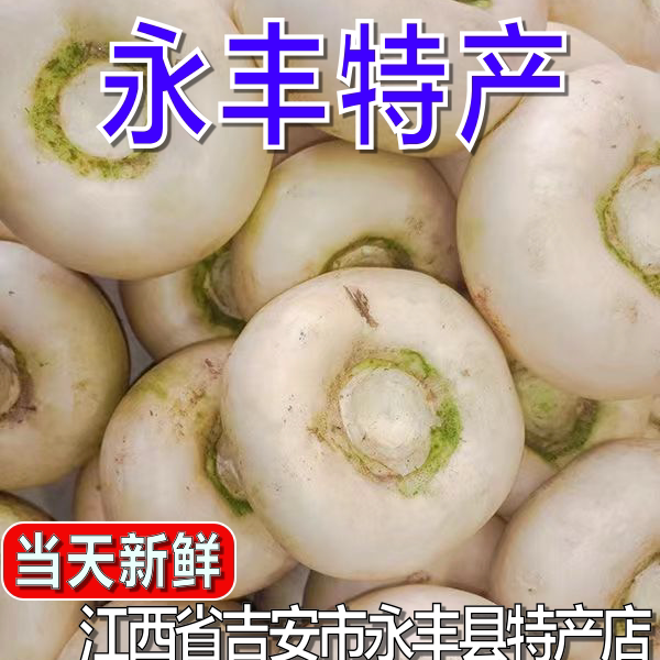 江西扁萝卜吉安永丰特产盘菜头新鲜农家自种大头菜当季蔬菜现摘
