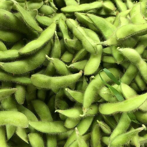 江西永丰新鲜嫩毛豆荚农村种植现摘现发带壳发货农家露天时令蔬菜