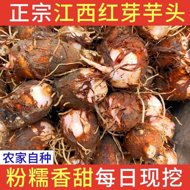 江西永丰芋子粉糯2026新鲜芋艿农家蔬菜当季现挖芋艿香甜芋仔