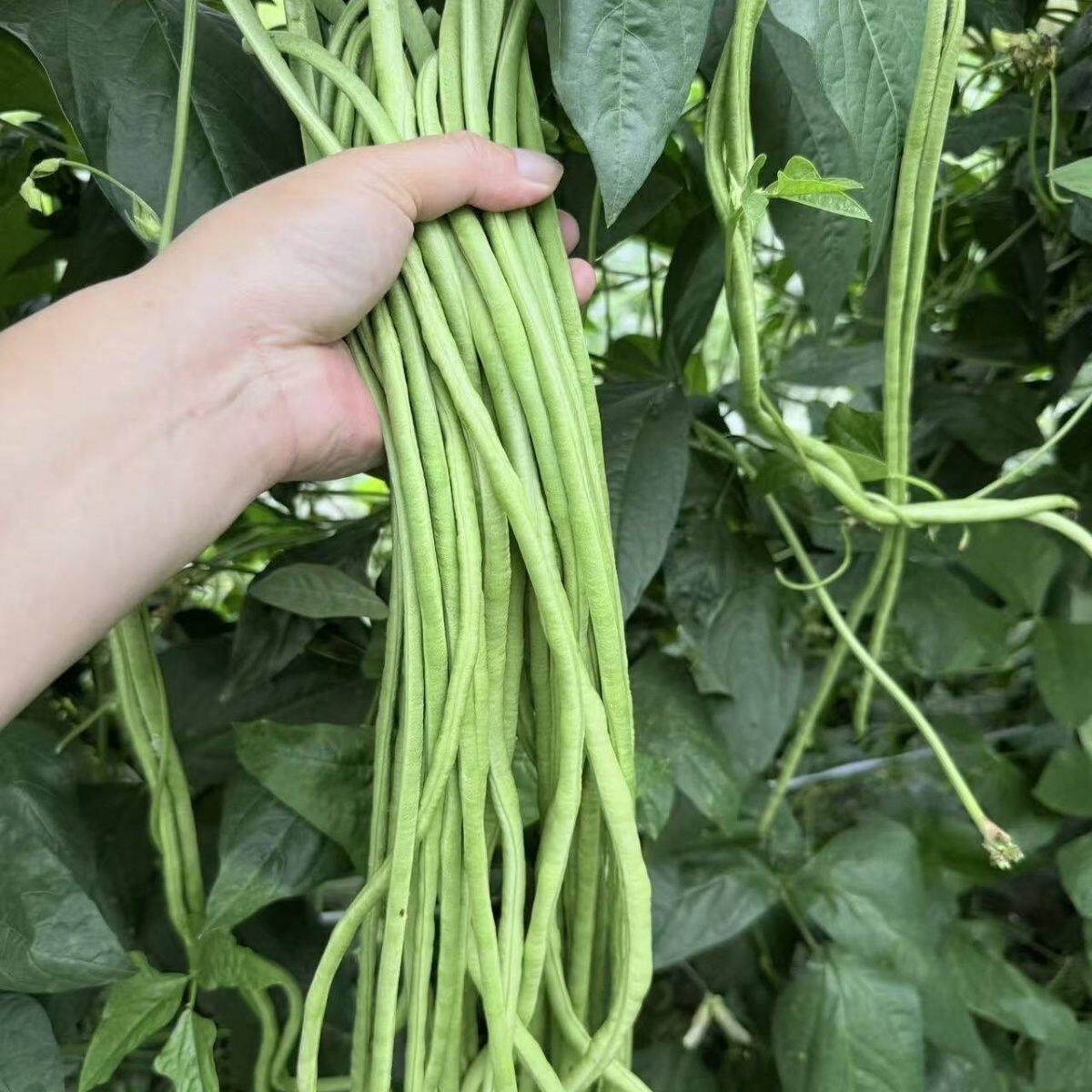 江西永丰新鲜豆角长豆角农家肥露天种植现摘现发青豆角包邮