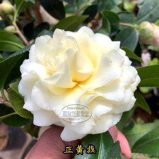正黄旗茶花树苗黄色茶花阳台庭院客厅四季绿植花卉观花植物包邮