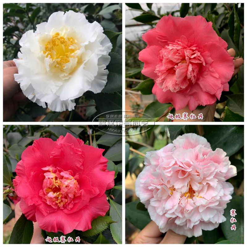 茶花盆栽阳台庭院植物