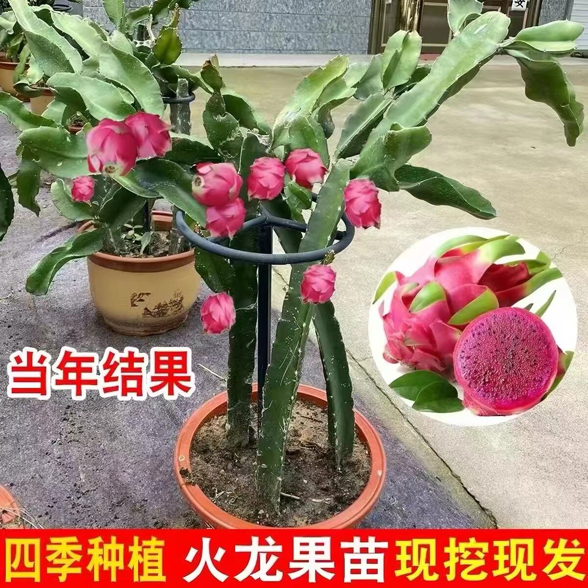 火龙果盆栽带土发货红心火龙果种桌面绿植