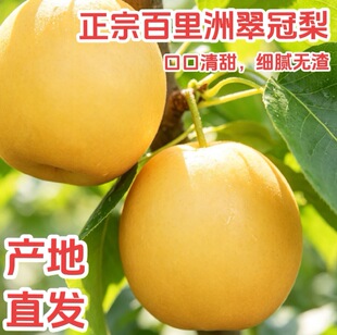百里洲农家果园翠冠梨黄花梨圆黄梨新鲜脆甜多汁皮薄无渣当季水果