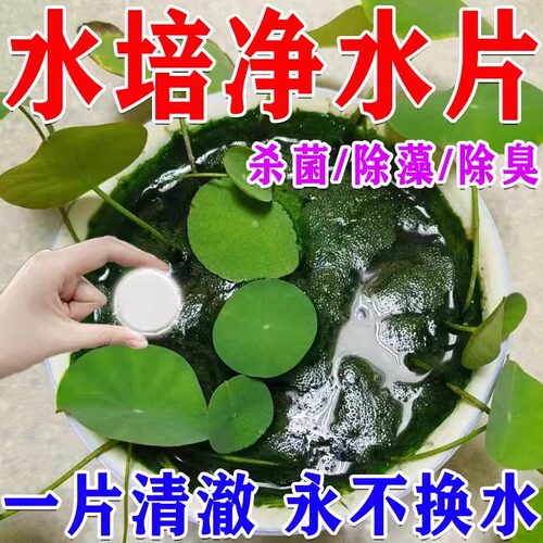 水培植物净水片除臭杀菌除绿藻消毒专用杀菌剂富贵竹碗莲鲜花保鲜