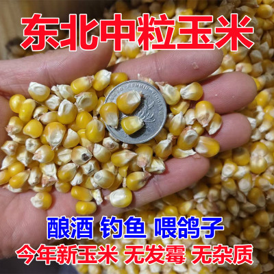 2024新东北中小粒玉米鸽子粮信赛鸽观赏鸽精选玉米饲料钓鱼喂鸡鸭