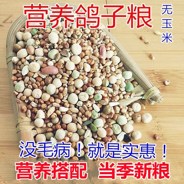 鸽子粮无玉米鸽粮营养肉鸽观赏鸽