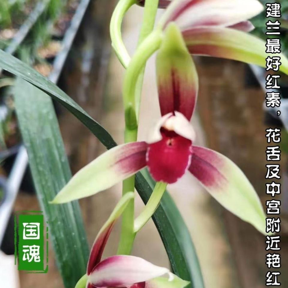 正宗高档名贵铭品建兰大国魂兰花浓香型四季兰客厅室内养植盆栽!