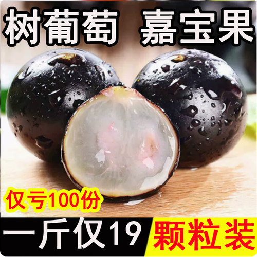 沙巴嘉宝果鲜果树葡萄新鲜水果