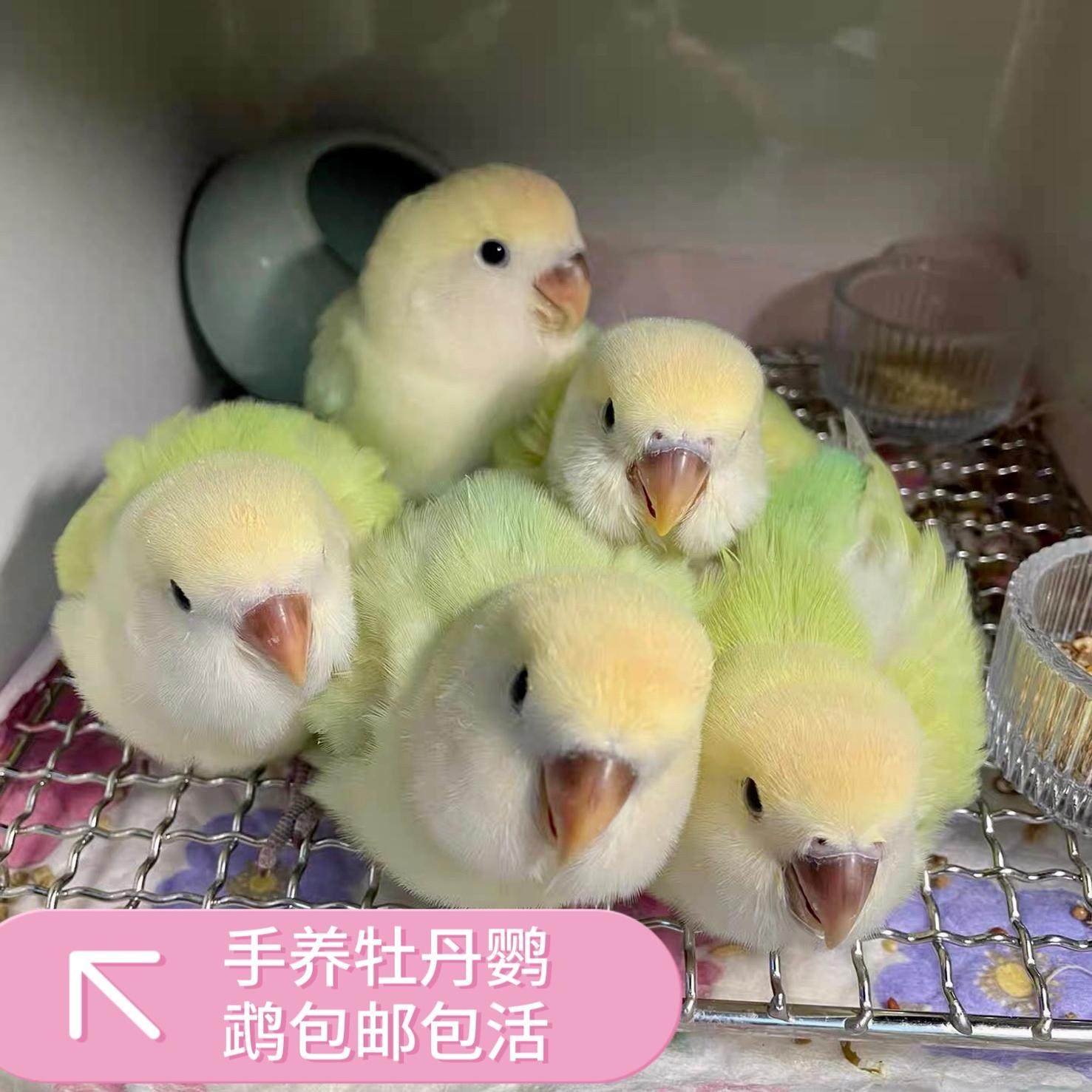 手养黄桃牡丹鹦鹉绿闪派松熏派松石紫伊莎花桃苹果绿奥闪奥桂