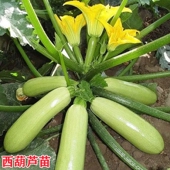 蔬菜苗小占瓜苗菜瓜南瓜苗栽培葫芦苗子茄子西红柿 西葫芦苗秧春季