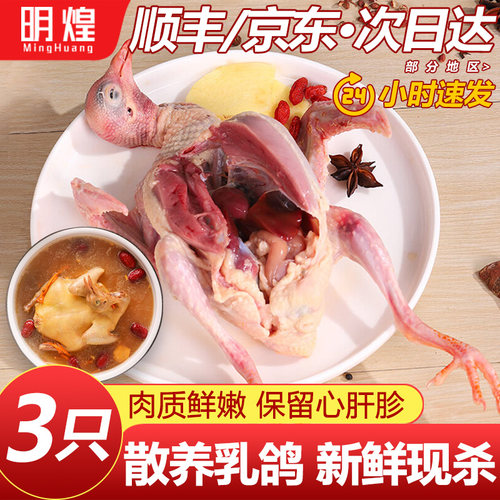 鸽子新鲜现杀非老鸽子土鸽子农家散养非活体鸽子肉炖汤乳鸽生鲜