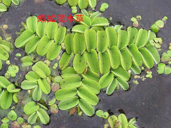 水草槐叶萍 蜈蚣漂鱼缸水草水植物净化水质水中植物