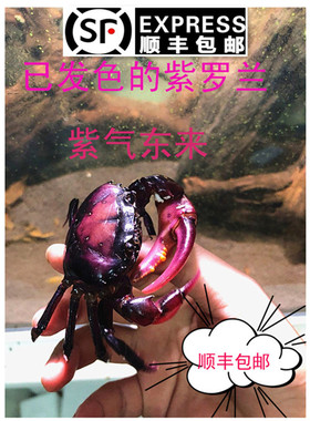 螃蟹紫罗兰野生宠物蟹 山沟蟹 河蟹 小溪蟹 田野蟹观赏蟹淡水活体