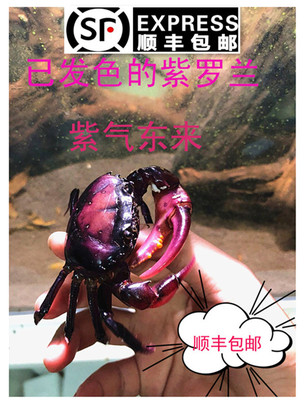 紫罗兰山沟小溪田野淡水活体螃蟹