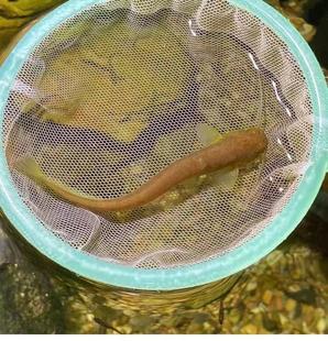 观赏鱼 宠物鱼越鲶鱼 山坑冷水原生态鱼底层鱼吃残渣清洁鱼