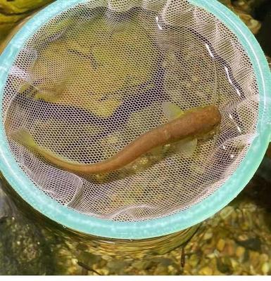 观赏鱼 宠物鱼越鲶鱼 山坑冷水原生态鱼底层鱼吃残渣清洁鱼