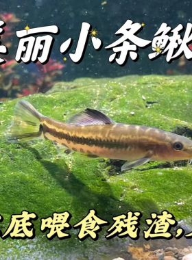 原生美丽小条鳅中华花鳅贵爬冷水双盘吸鳅底层清道夫观赏宠物鱼