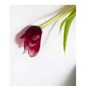 预售 Lewis进口原版 郁金香CELINE Tulip英文摄影集摄影师专辑CELINE Dewi MARCHBANK MARCHBANK精装 书9781907893872